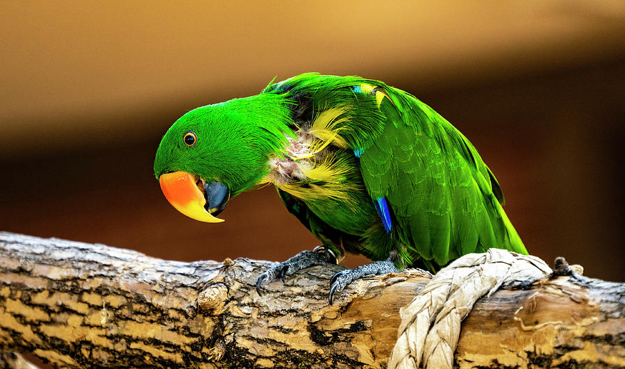 Green Eclectus Parrot Photograph