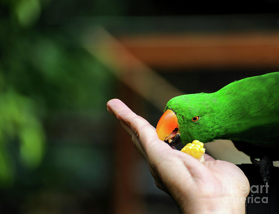 Green Eclectus parrot takes food from a hand and also takes a bite. Photograph by Gunther Allen
