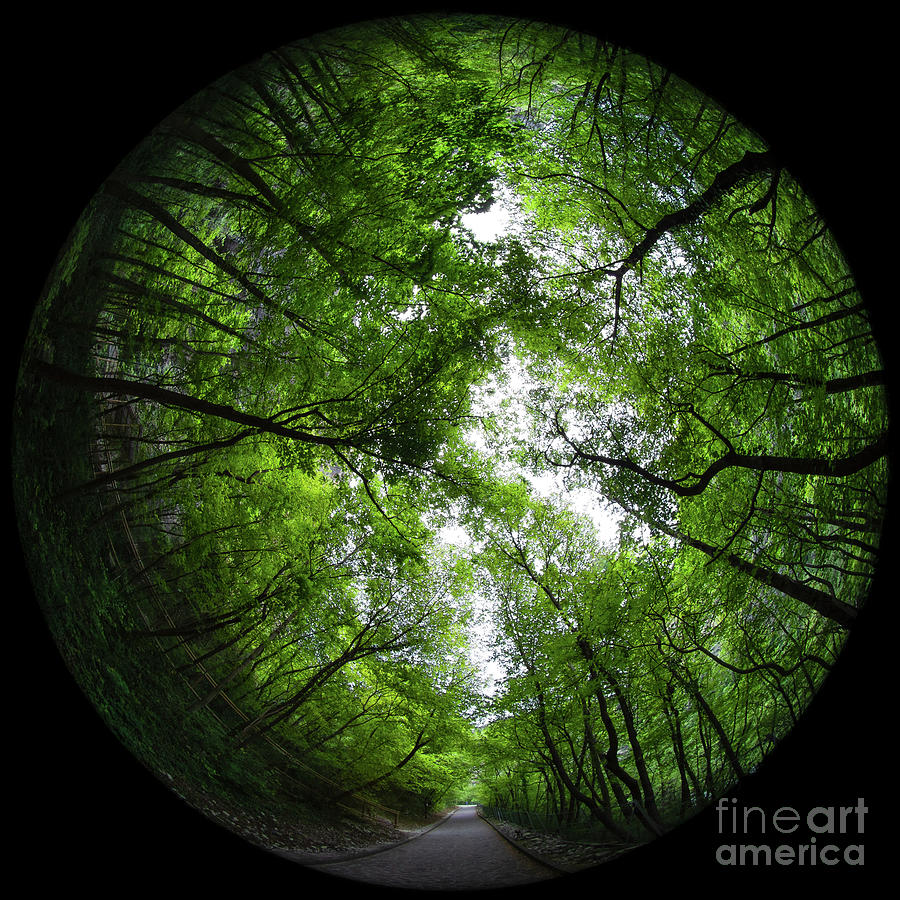Green Embrace Photograph by Christopher Wentworth Green Embrace Photograph by Christopher Wentworth