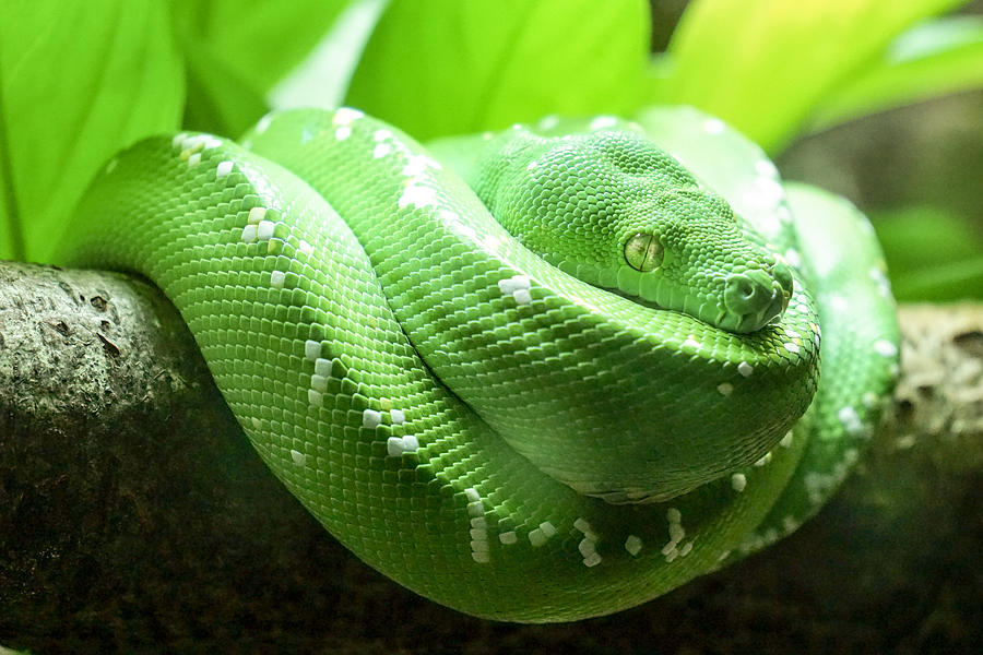 Green emerald snake Photograph by Gary Mayes