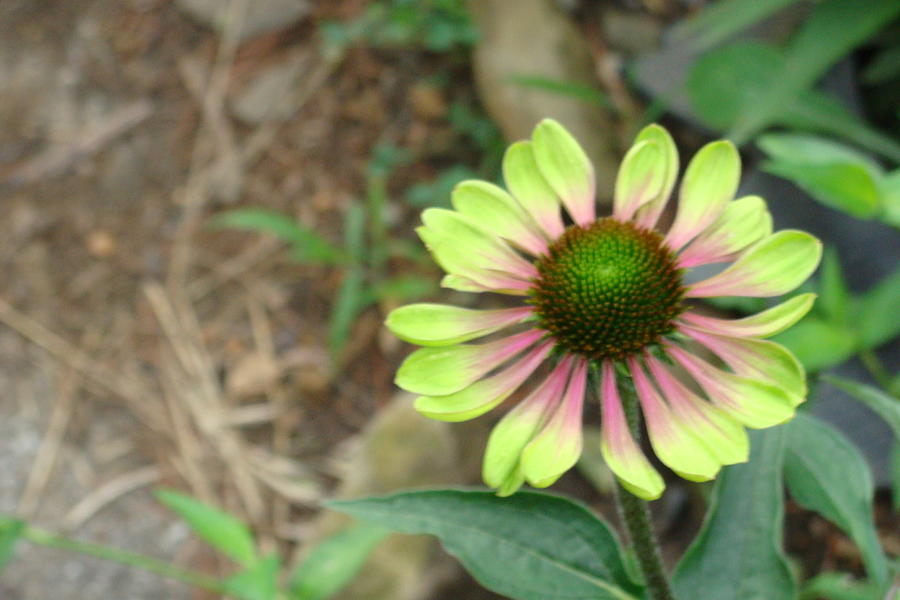 Green Envy Cone Flower Photograph by Anthony Seeker
