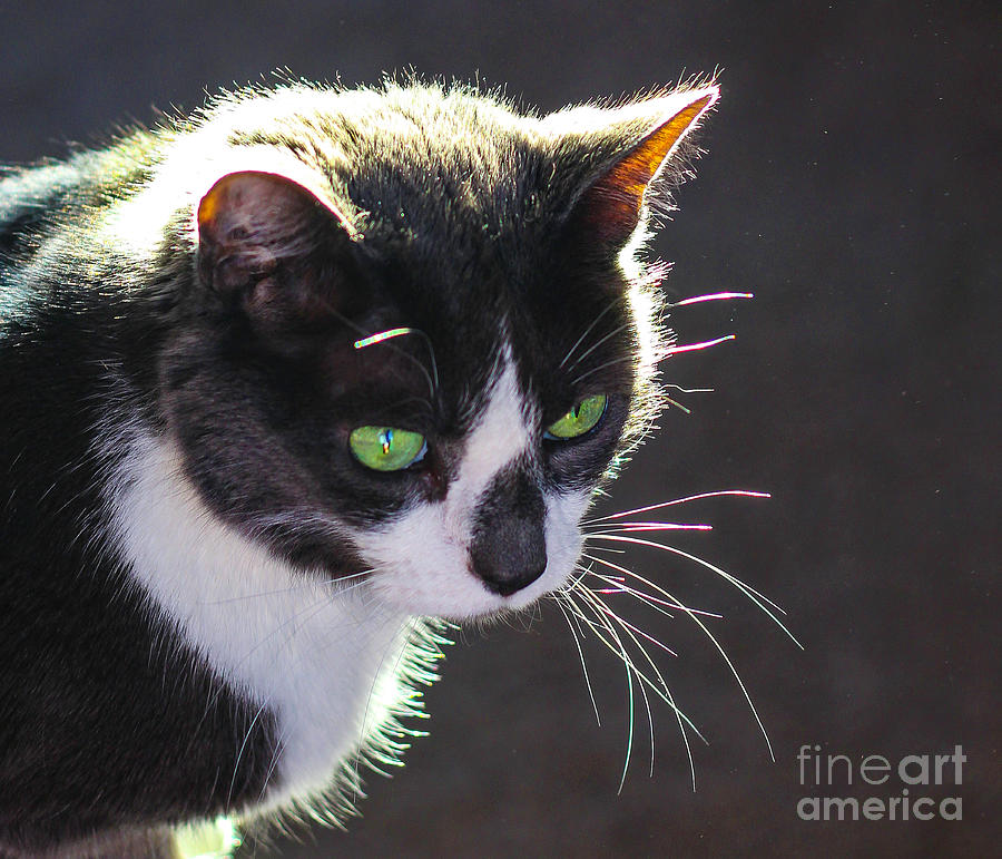 Green Eyed Beauty Photograph by Shirley Dutchkowski