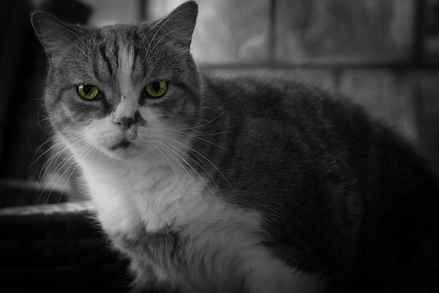 Black And White Photograph - Green Eyed Cat - Color Key by Patricia Piotrak