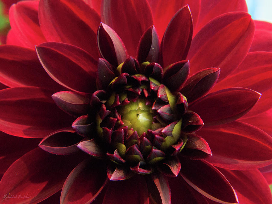Green-Eyed Crimson Dahlia Photograph by Rebekkah Burtcher
