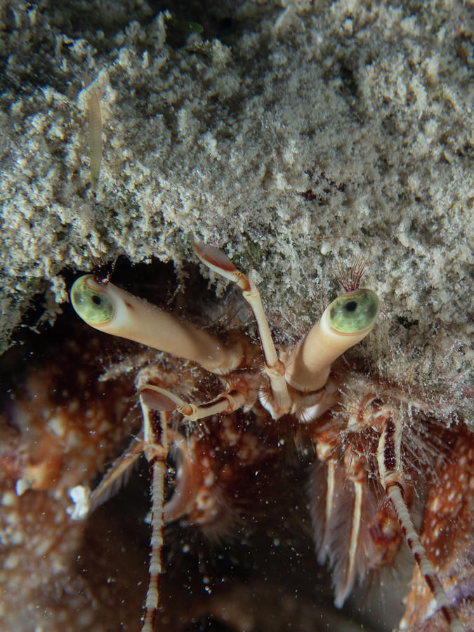 Green-eyed hermit crab Photograph by Brian Weber