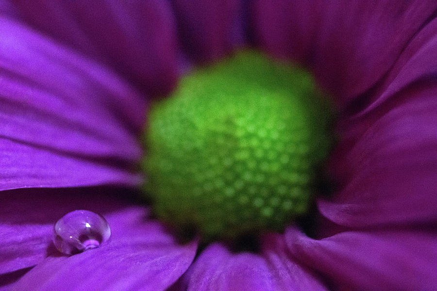 Green Eyed Lady In A Purple Dress 14 Photograph By Pamela Critchlow