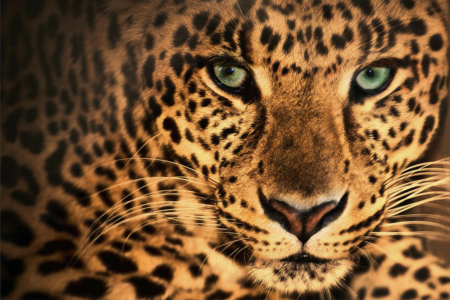 Green Eyed Leopard Photograph by Jennifer Brinkman - Fine Art America