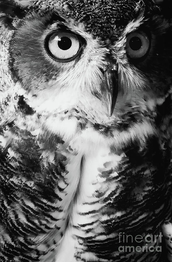 Green Eyed Owl BW Photograph by Chris Andruskiewicz