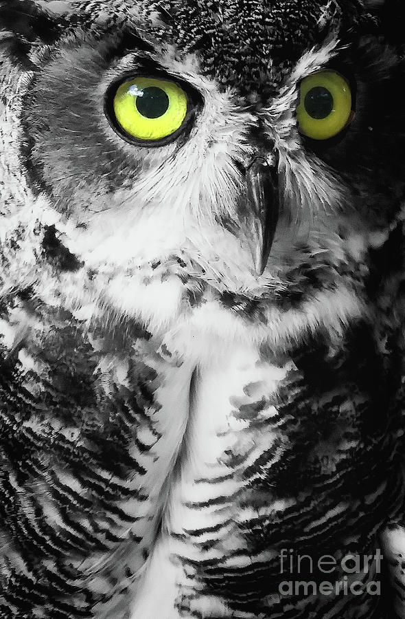 Green Eyed Owl Select Photograph by Chris Andruskiewicz
