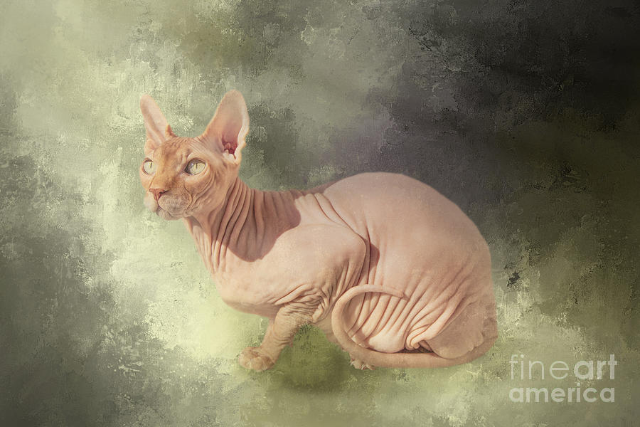 Cat Mixed Media - Green Eyed Sphinx Cat by Elisabeth Lucas