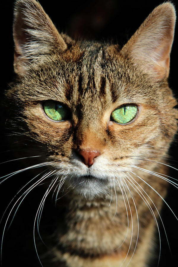 Green Eyed Tabby Cat 1 Photograph by Sarah Charlier - Fine Art America