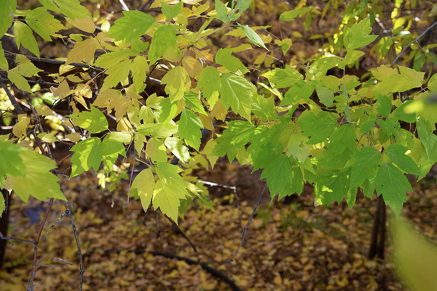 Green Fall Leaves, Santa Fe Photograph by Jennifer Kane Webb