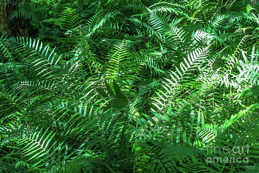 Green Fern Abstract Mixed Media by Jennifer White