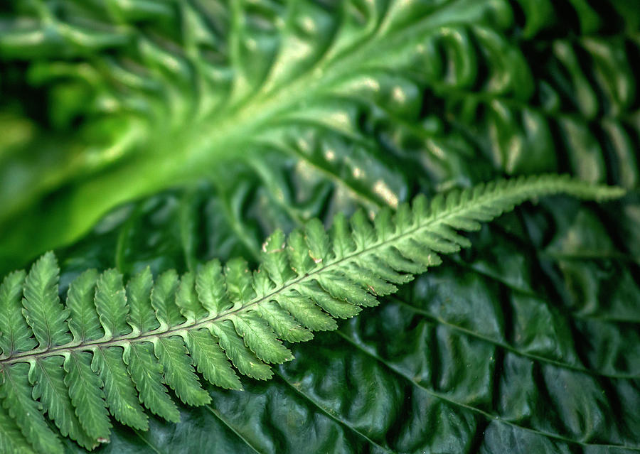 Green Fern and Hosta Photograph by Cate Franklyn