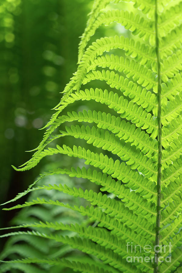Green fern and summer dream in the forest Photograph by Adriana Mueller
