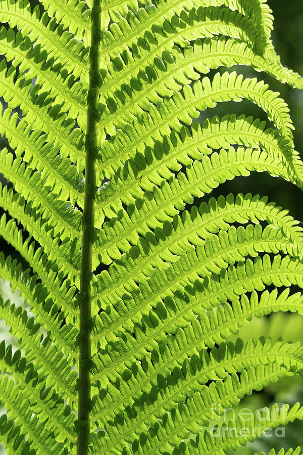 Green fern leaf and sunlight in the forest Photograph by Adriana Mueller