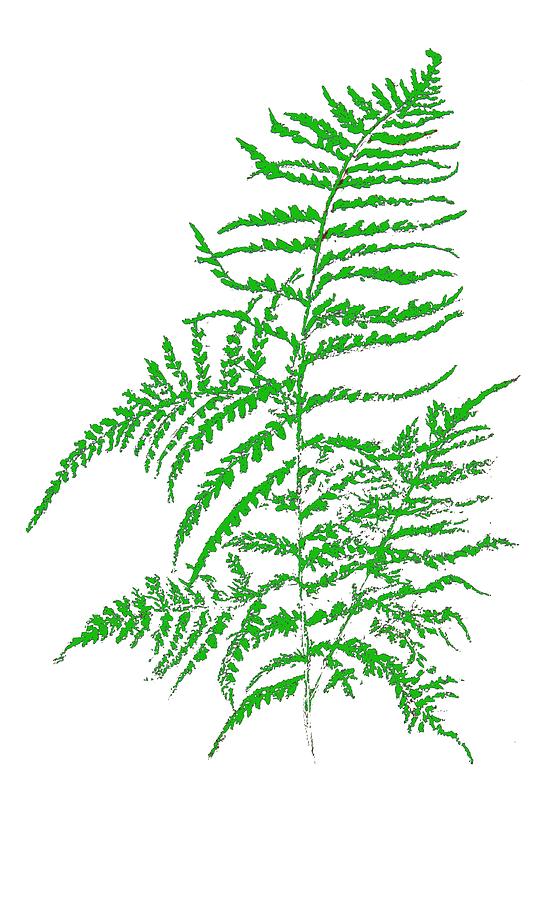 Green fern Pastel by M Diane Bonaparte