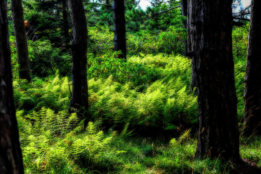 Green ferns in sunlight Photograph by Dan Friend