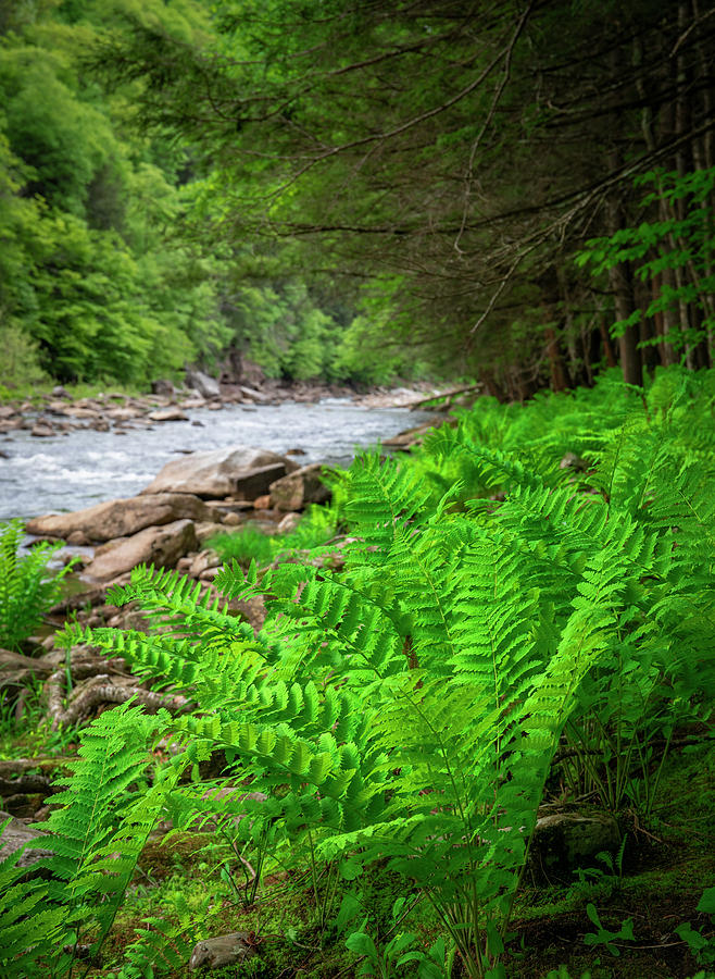Green Ferns Loyalsock State Forest Photograph by Dan Sproul