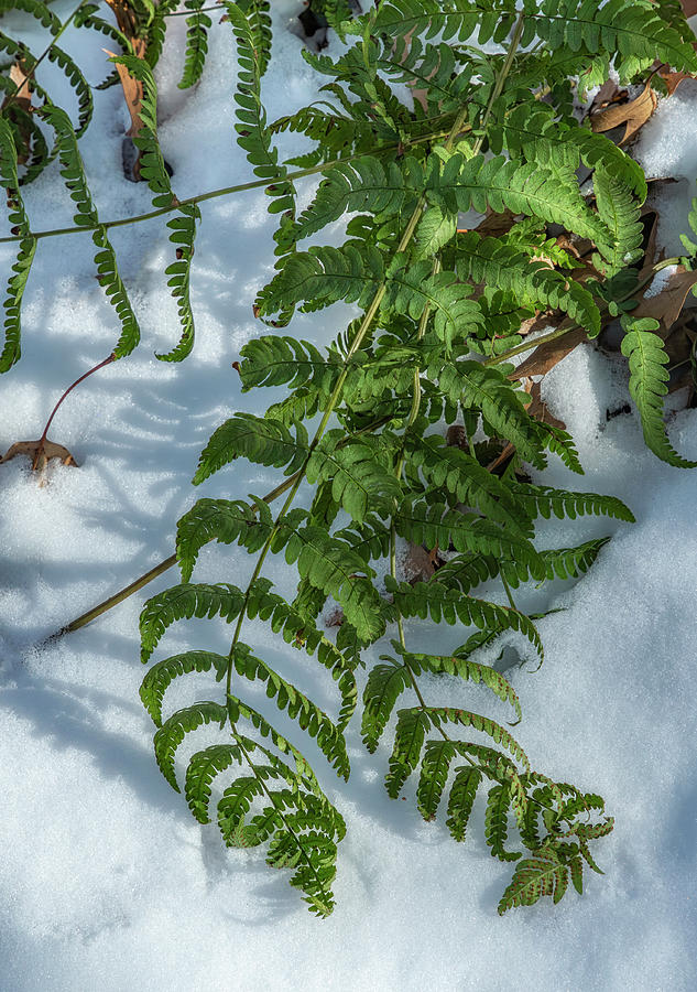 Green Ferns White Snow Photograph by Cate Franklyn