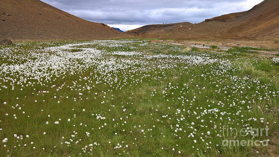 Green field at Krafla Photograph by Agnes Caruso