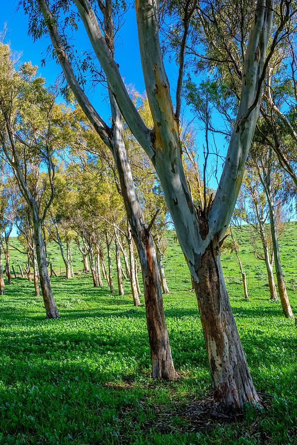 Green field wit eucalyptus trees on a sunny day Photograph by Finn Bjurvoll Hansen