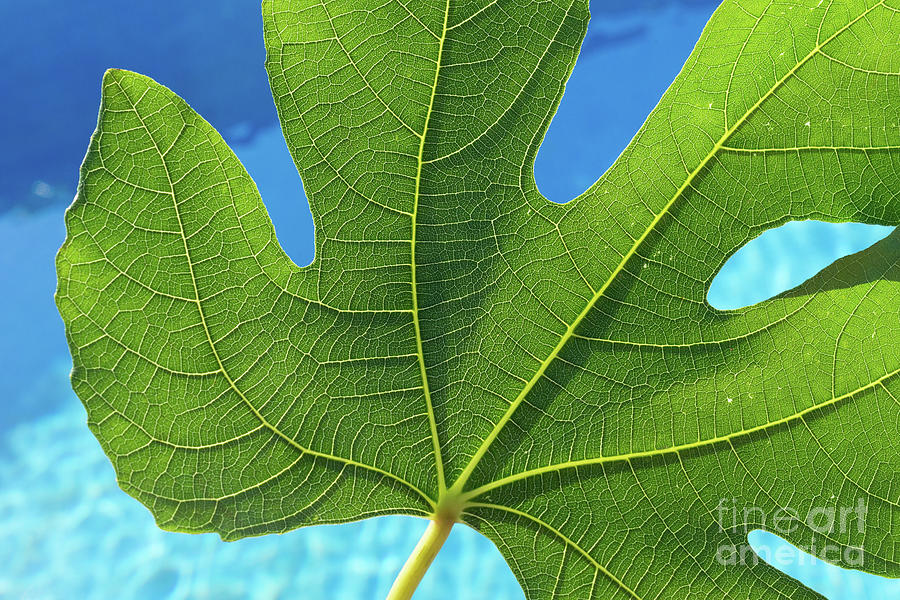 Green fig leaf and blue water Photograph by Adriana Mueller