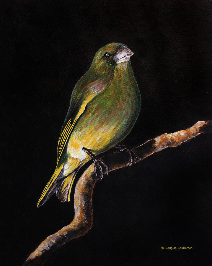 Green Finch Painting by Douglas Castleman - Fine Art America
