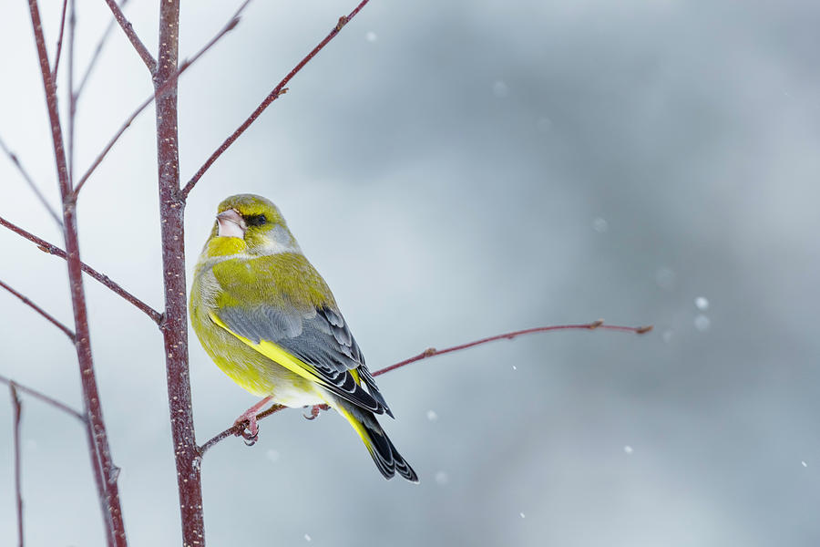 Green finch on a small branch Photograph by Murray Rudd