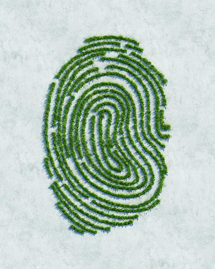 Green fingerprint Photograph by Andriy Onufriyenko