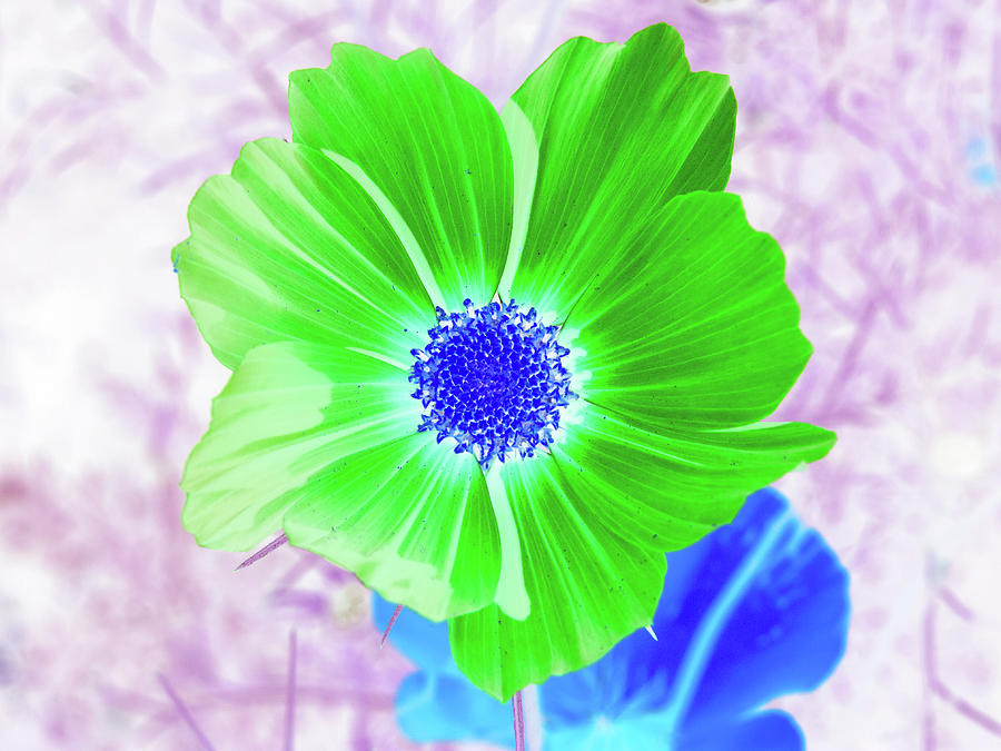 Green Flower On Purple Digital Art by David Desautel