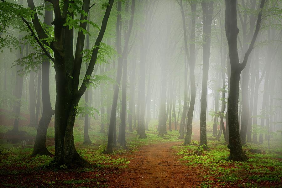 Green foggy forest Photograph by Toma Bonciu