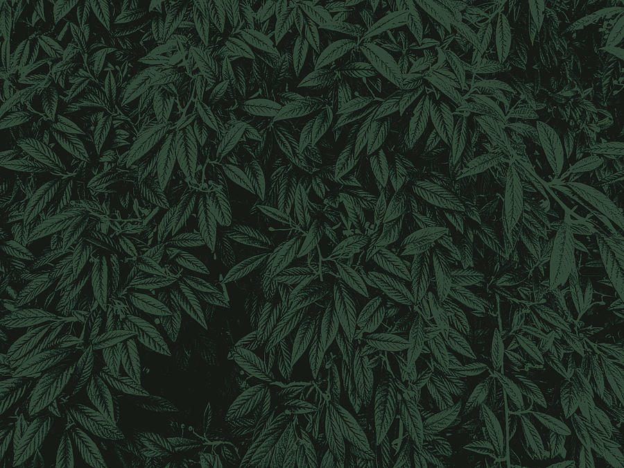 Green foliage texture, leaf nature background Digital Art by Jumpingsack -  Pixels