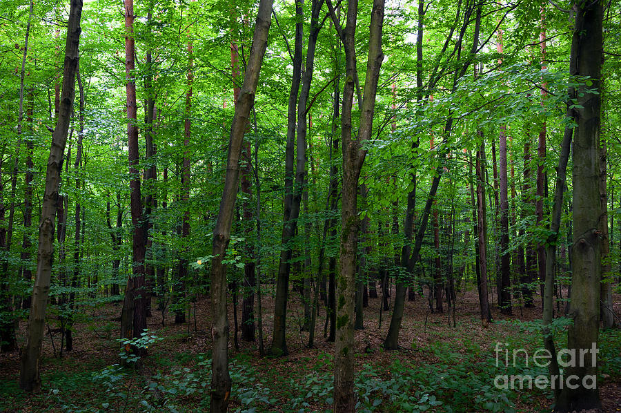 Green forest background Photograph by Wdnet Studio - Fine Art America