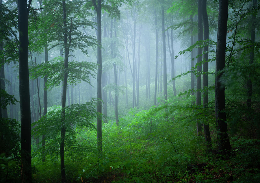 Green forest Photograph by Cosmin Stan