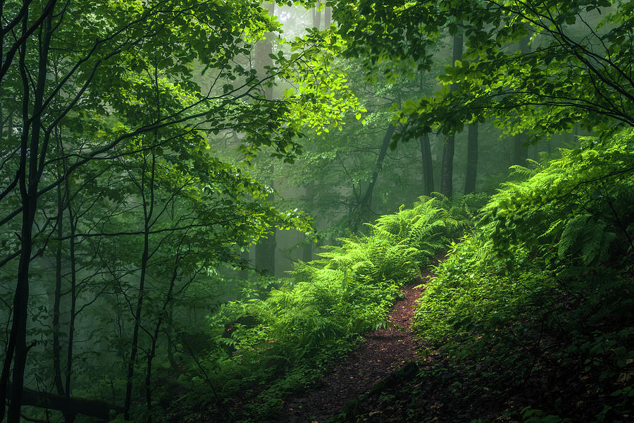 Green Forest Photograph by Evgeni Dinev