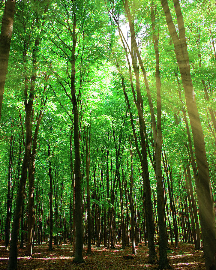 Green Forest Photograph by Maria Irina Savache | Fine Art America