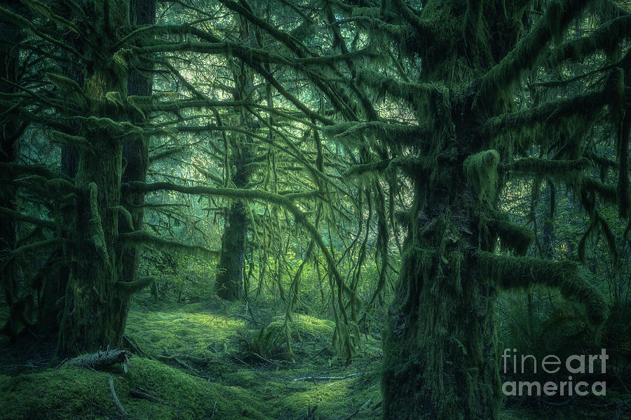 Green Forest Photograph by Masako Metz