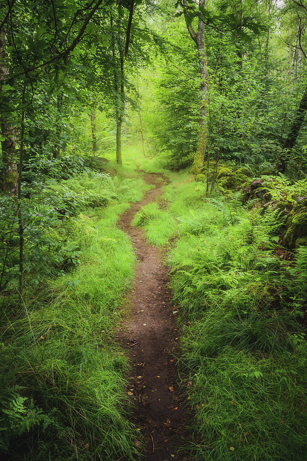 Tree Photograph - Green Forest Path by Nicklas Gustafsson