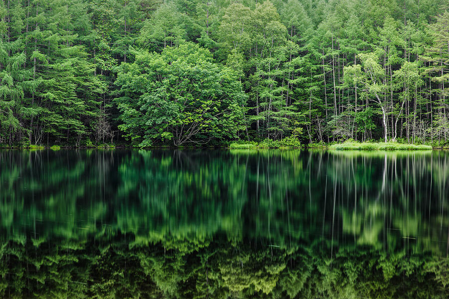 Green forest reflected in the pond Photograph by Yuji Arikawa