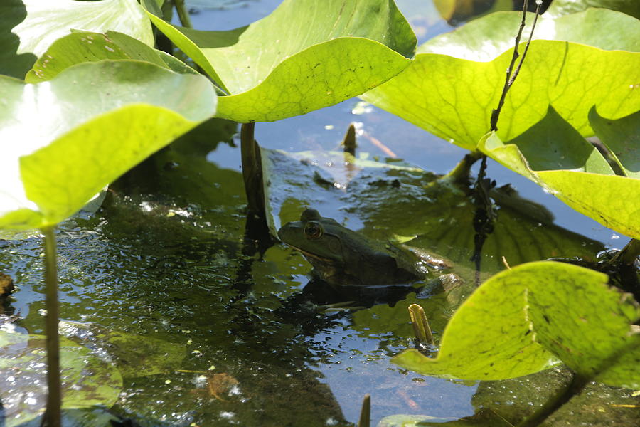 Green Frog and Lily Pads Photograph by Valerie Collins