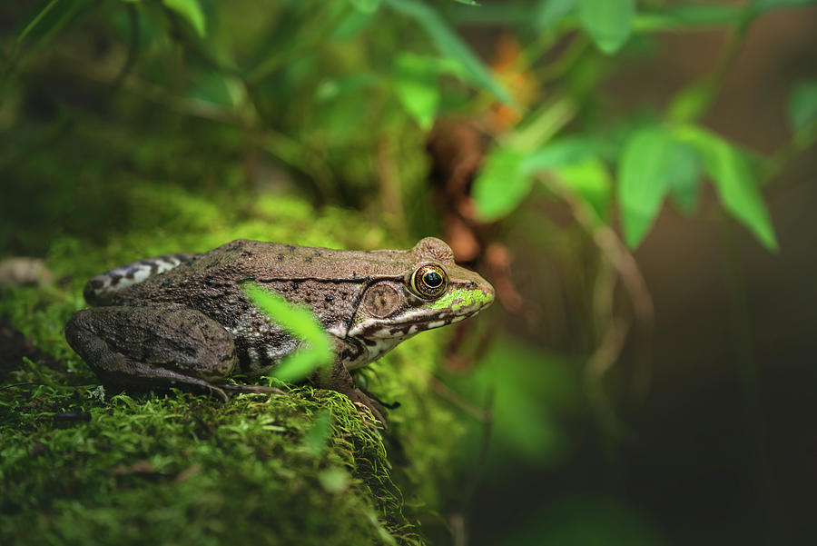 Green Frog II Photograph by Martina Abreu
