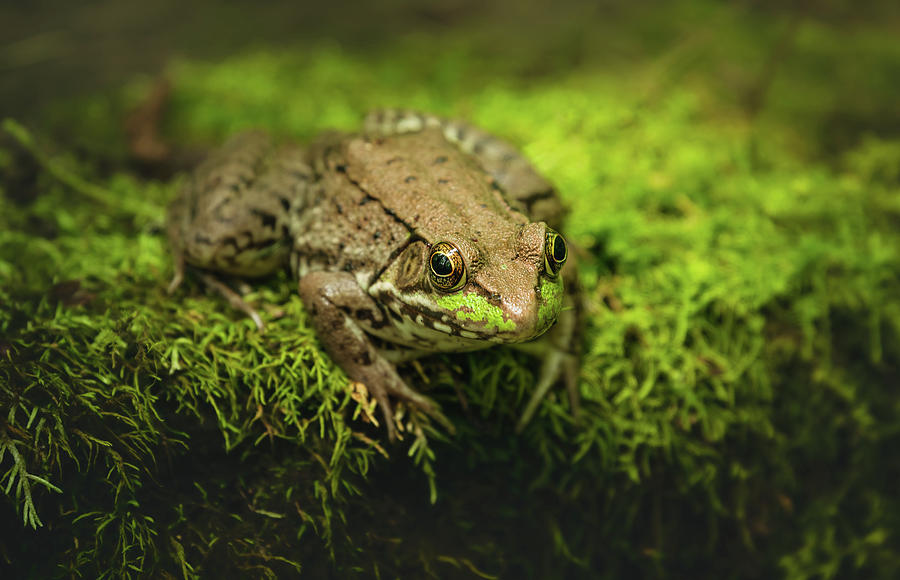 Green Frog Photograph by Martina Abreu