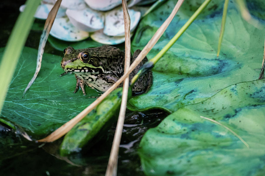 Green Frog on Lily Pad Photograph by Jason Fink