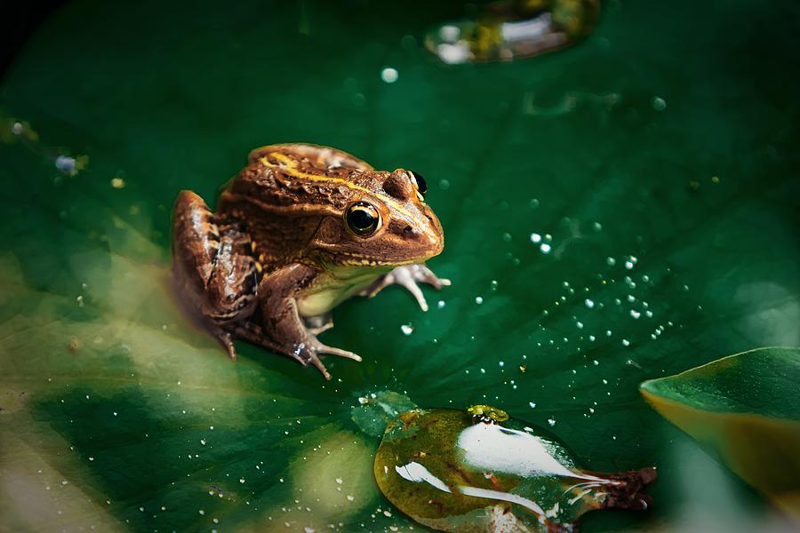 Green Frog sitting on a lotus leaf Photograph by Niuniu