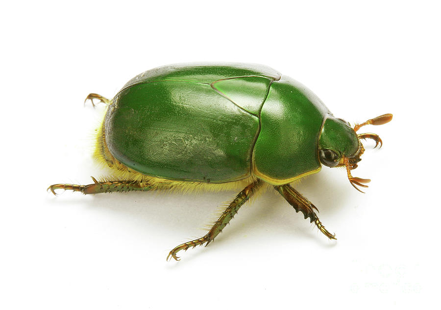 Green fruit beetle Photograph by Warren Photographic