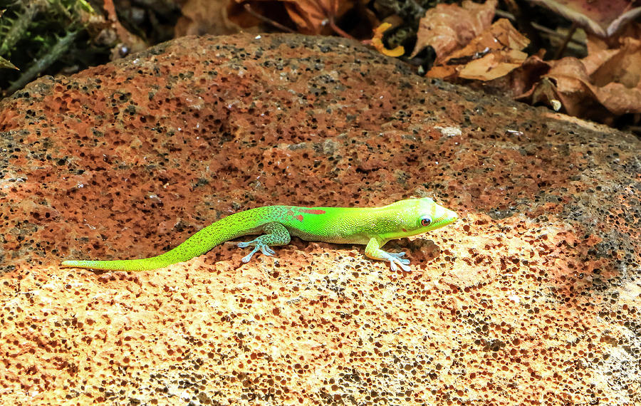 Green Gecko Photograph by Dawn Richards