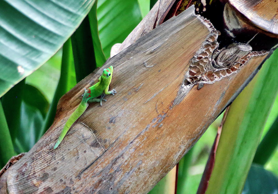 Green Gecko In Hawaii Photograph by James Steele
