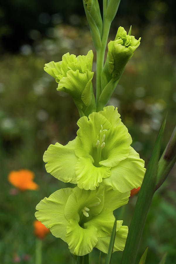 Green Gladiolus Photograph by Robert Potts