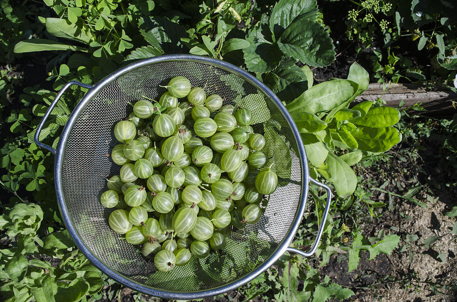 Green gooseberries in a metal bowl Photograph by Linchevskiy